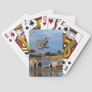 African Bush Elephants (Loxodonta Africana) Playing Cards