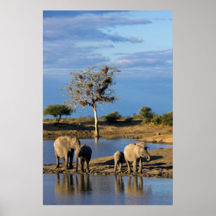 African Bush Elephants (Loxodonta Africana) Poster