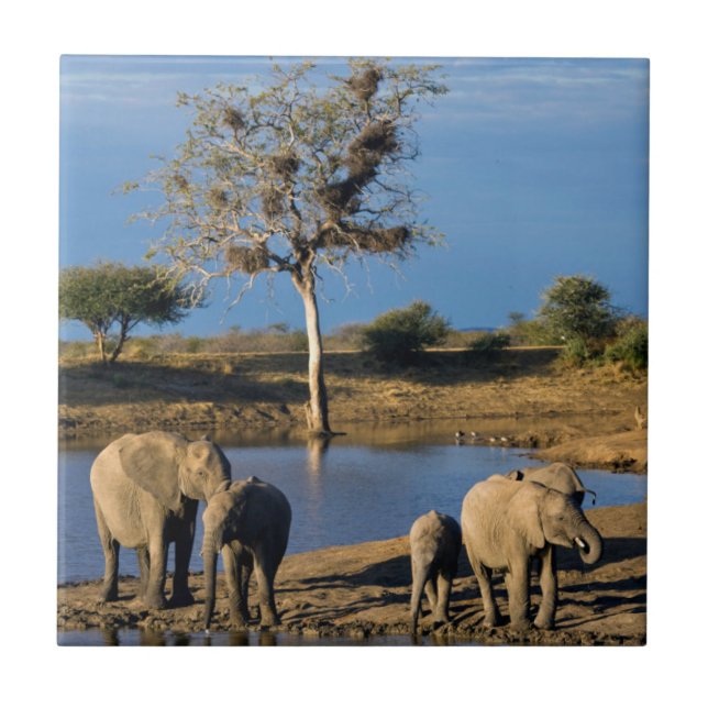 African Bush Elephants (Loxodonta Africana) Tile (Front)
