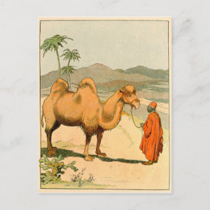 African Camel and Desert Traveller Postcard