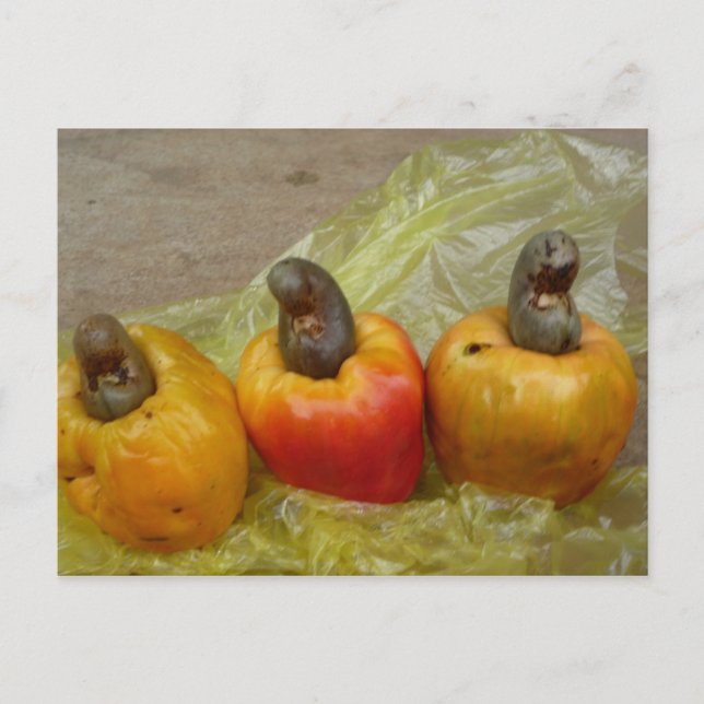 African Cashew Nut Fruit Postcard (Front)