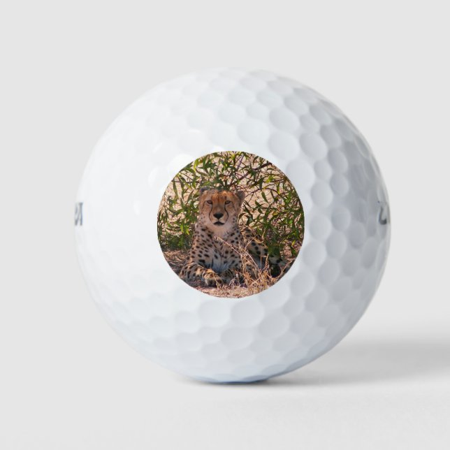 African cheetah at rest golf balls (Front)