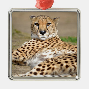 African Cheetah lying on ground Metal Tree Decoration