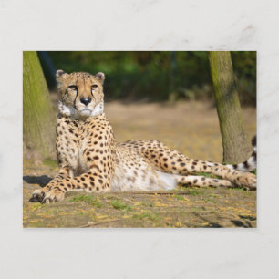 African Cheetah lying on ground Postcard