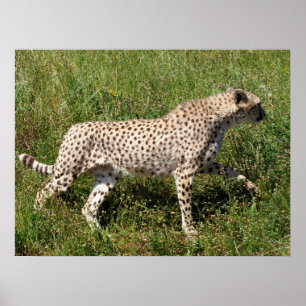 African Cheetah walking on grass  Poster