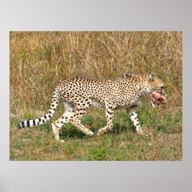 African Cheetah walking on grass  Poster (Front)