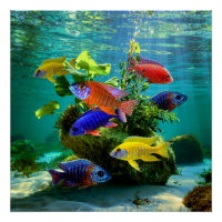 African Cichlids Peacock Cichlid Aquarium Art
