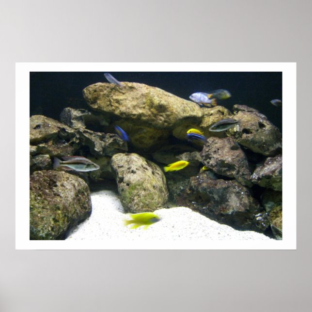African Cichlids Poster (Front)