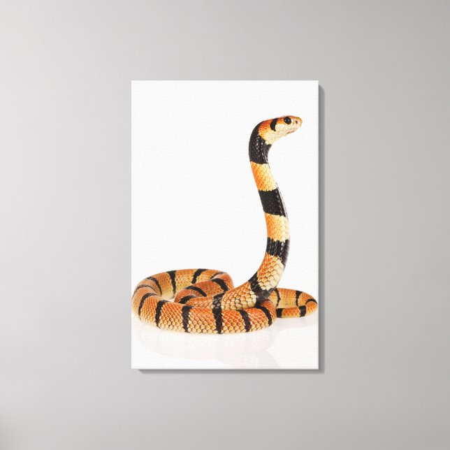 African coral snake (Aspidelaps lubricus) Canvas Print (Front)