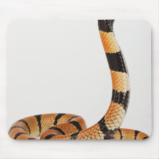 African coral snake (Aspidelaps lubricus) Mouse Pad (Front)