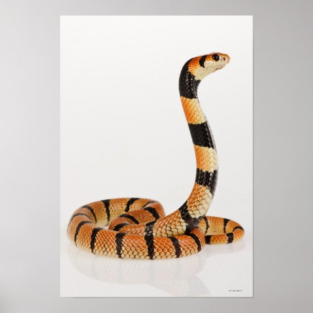 African coral snake (Aspidelaps lubricus) Poster (Front)