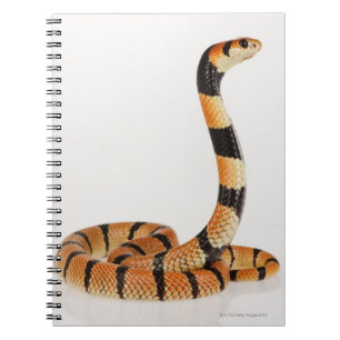 African coral snake (Aspidelaps lubricus) Spiral Notebook