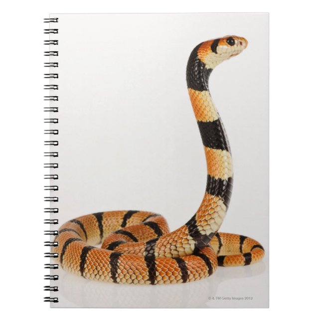 African coral snake (Aspidelaps lubricus) Spiral Notebook (Front)