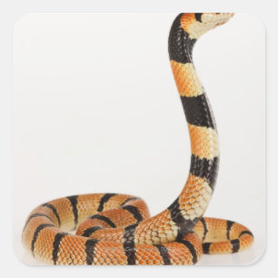 African coral snake (Aspidelaps lubricus) Square Sticker