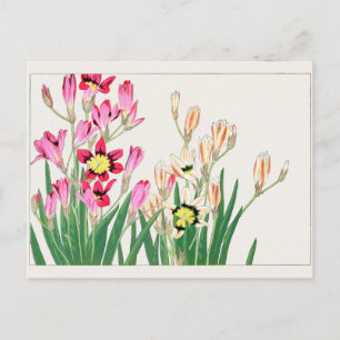 African corn lily by Tanigami Konan Postcard