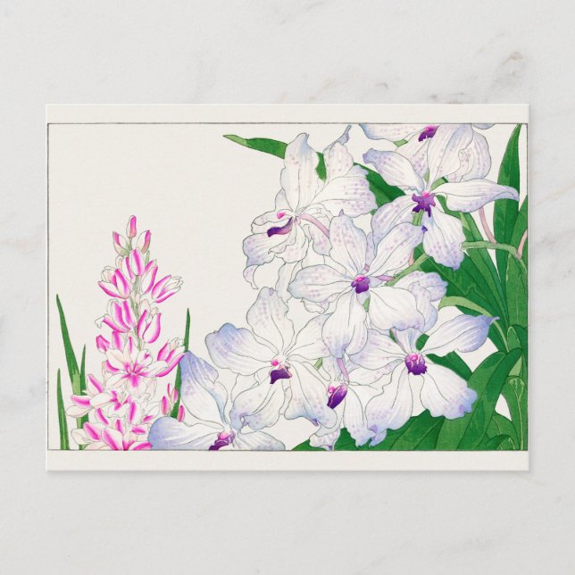 African corn lily, Vanda coerulea, Tanigami Konan Postcard (Front)