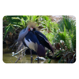 African crowned crane magnet