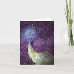african crowned crane - purple card