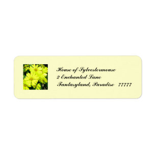 African Daisies Address Labels for Personalisation