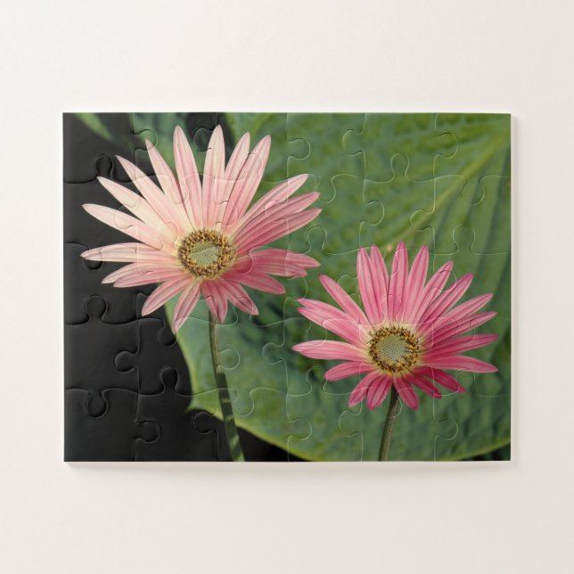  African Daisies Bute Park, Cardiff, Wales Jigsaw Puzzle (Horizontal)
