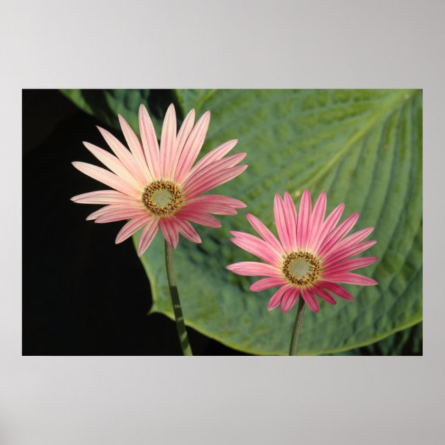  African Daisies Bute Park, Cardiff, Wales Poster (Front)