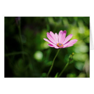 African daisy