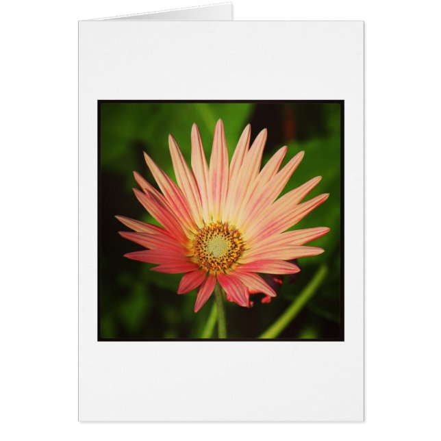 African Daisy (Front)