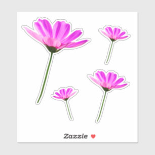 African Daisy