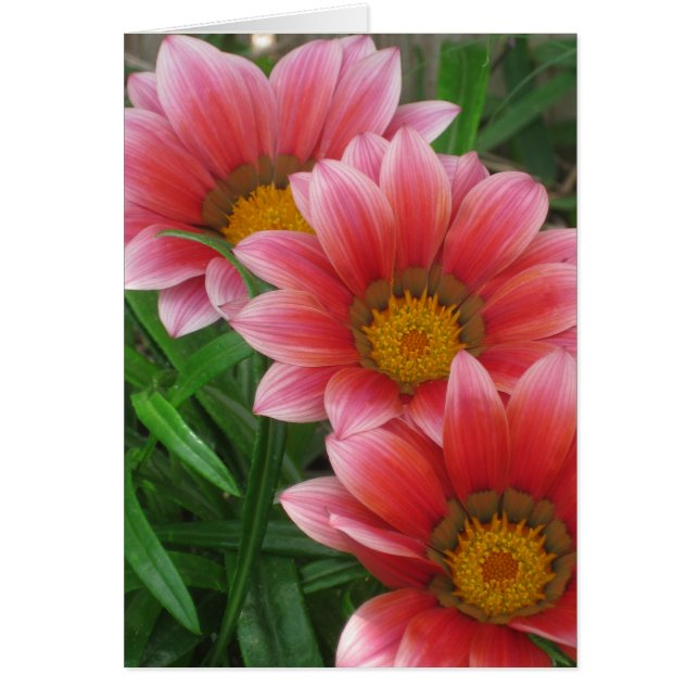 African Daisy (Front)