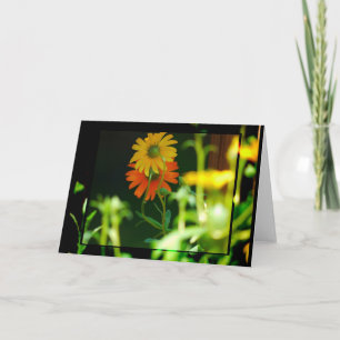 AFRICAN DAISY- CARD