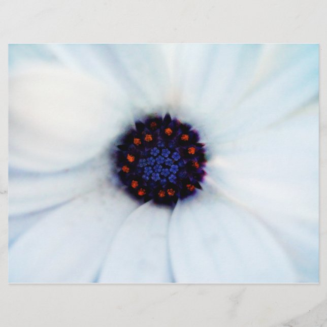 African Daisy Flower Flyer (Front)
