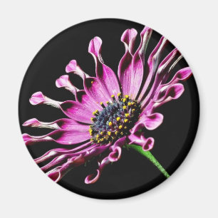 African Daisy Flower Magnet