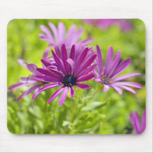African Daisy Flower  Mousepad