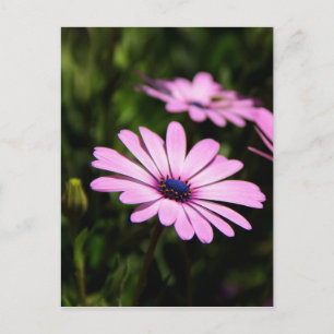 African Daisy Flower Photograph Postcard