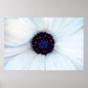 African Daisy Flower Poster