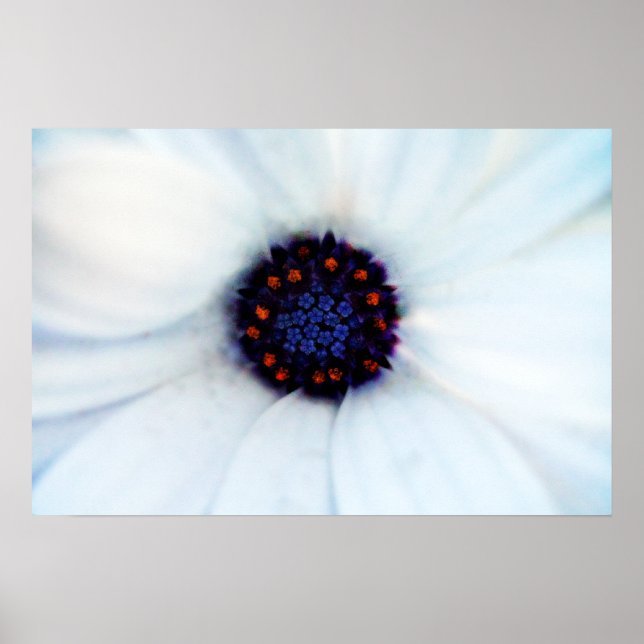 African Daisy Flower Poster (Front)