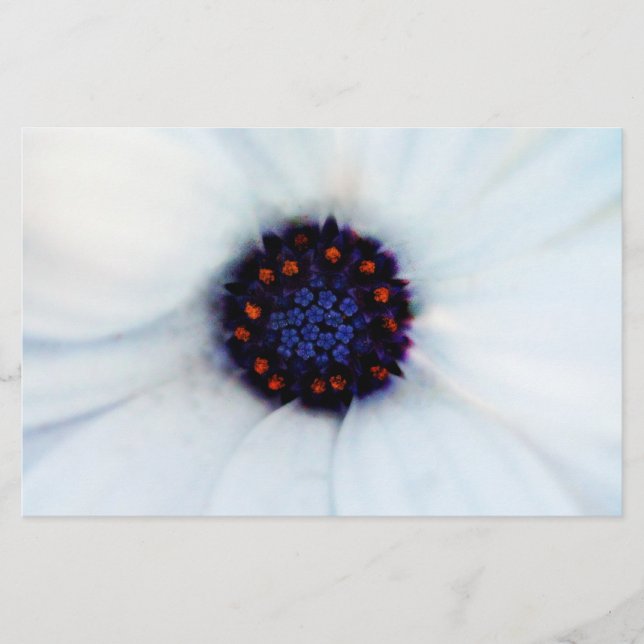 African Daisy Flower Stationery (Front)