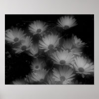 African Daisy Flowers Black White High Contrast 