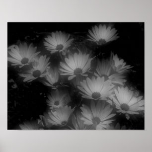 African Daisy Flowers Black White High Contrast  Poster