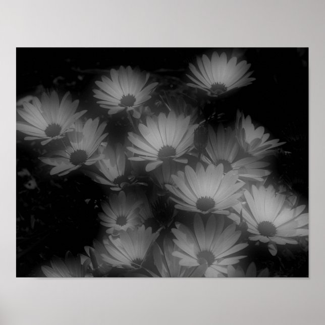 African Daisy Flowers Black White High Contrast  Poster (Front)