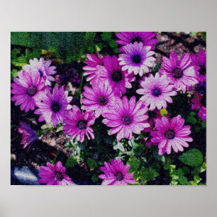 African Daisy Flowers Crackled Vintage Look Poster