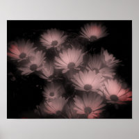 African Daisy Flowers High Contrast Tinted
