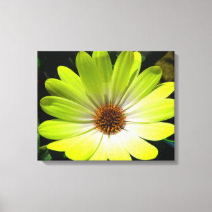 African Daisy Fluorescent Yellow Canvas Print