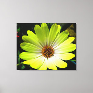 African Daisy Fluorescent Yellow Canvas Print