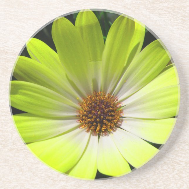 African Daisy Fluorescent Yellow Coasters (Front)