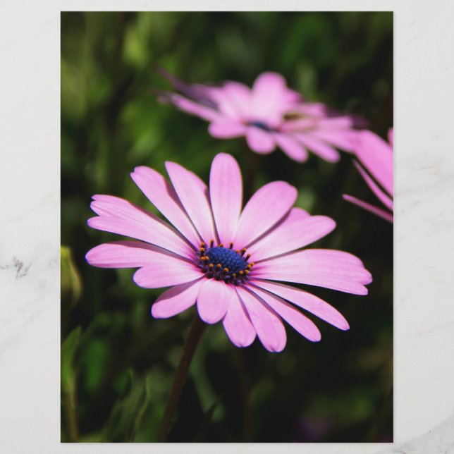 African Daisy Flyer (Front)