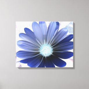 African Daisy Glowing Blue Canvas Print