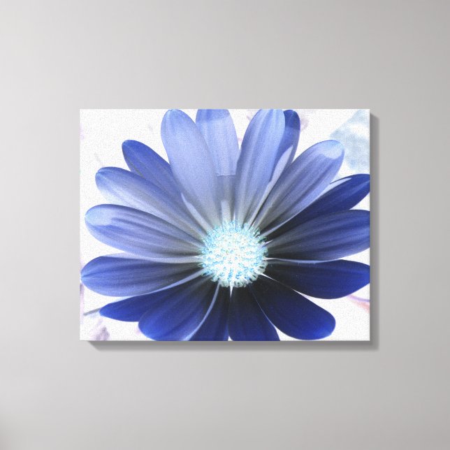 African Daisy Glowing Blue Canvas Print (Front)