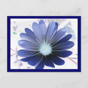 African Daisy Glowing Blue Postcard