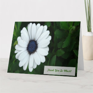African Daisy greeting card